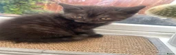 Scottish Fold cats for sale: Scottish fold kittens - Advert 10