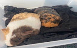 Guinea Pig rodents for sale: Milkshake and Mars looking for a loving home - Image 1