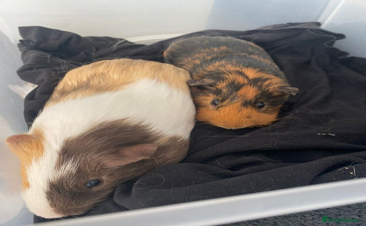 Guinea Pig rodents - Advert 2