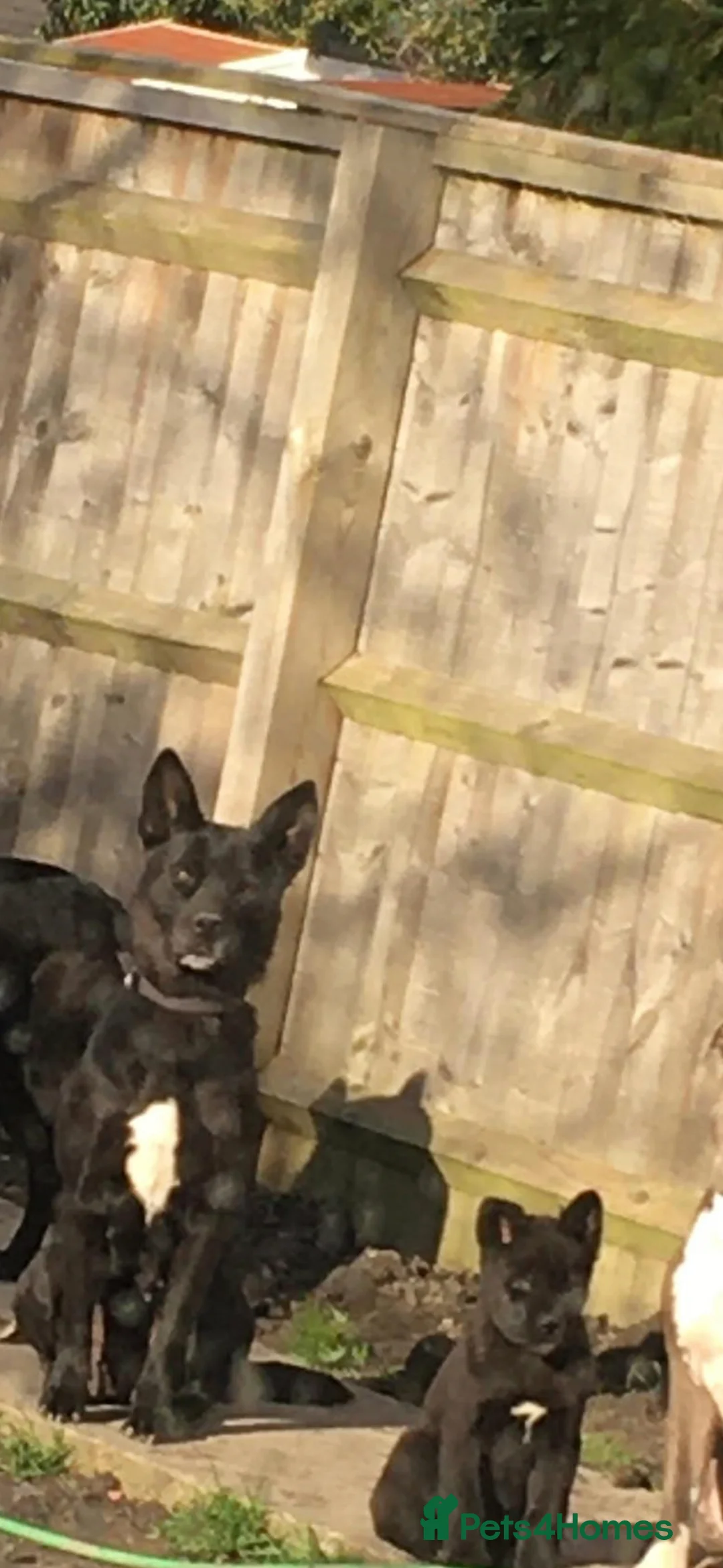 Akita dogs for sale: 2 beautiful puppies for sale  - Advert 7