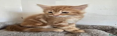 Maine Coon 1