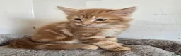 Maine Coon cats for sale: Beautiful Maine coon x - Advert 3