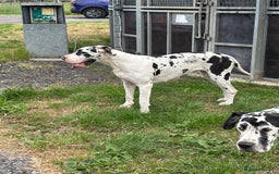 Great Dane dogs for sale: 20 month old Harlequin Dane KC reg  - Image 1
