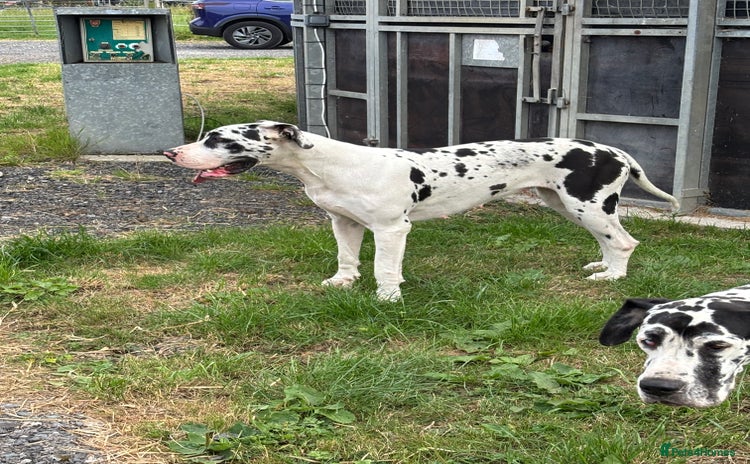Great Dane dogs - Advert 1