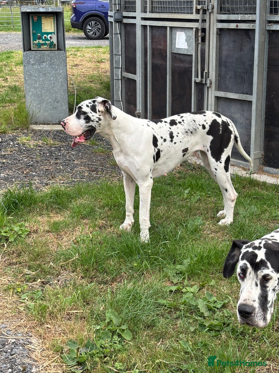 Great Dane dogs for sale: 20 month old Harlequin Dane KC reg  - Image 1
