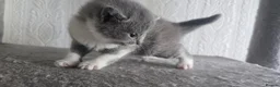 British Shorthair cats for sale: Sweet British little ones - Advert 5