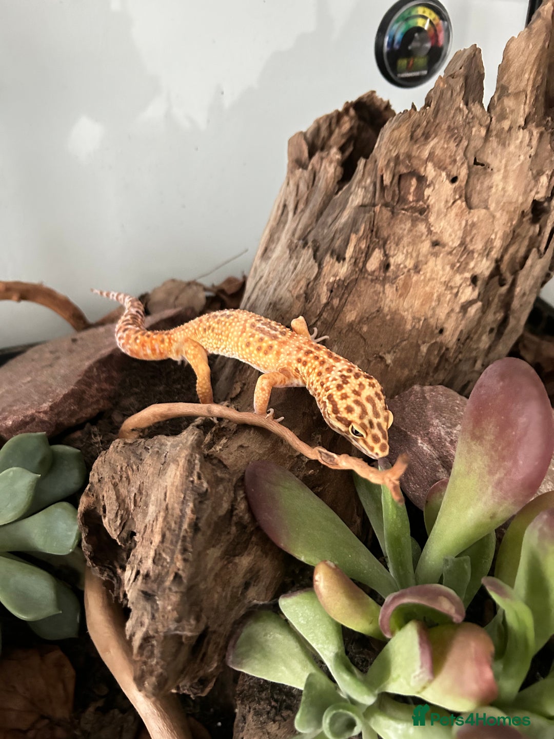 Leopard Gecko reptiles for sale: Tangerine x copper pos het eclipse  - Advert 4