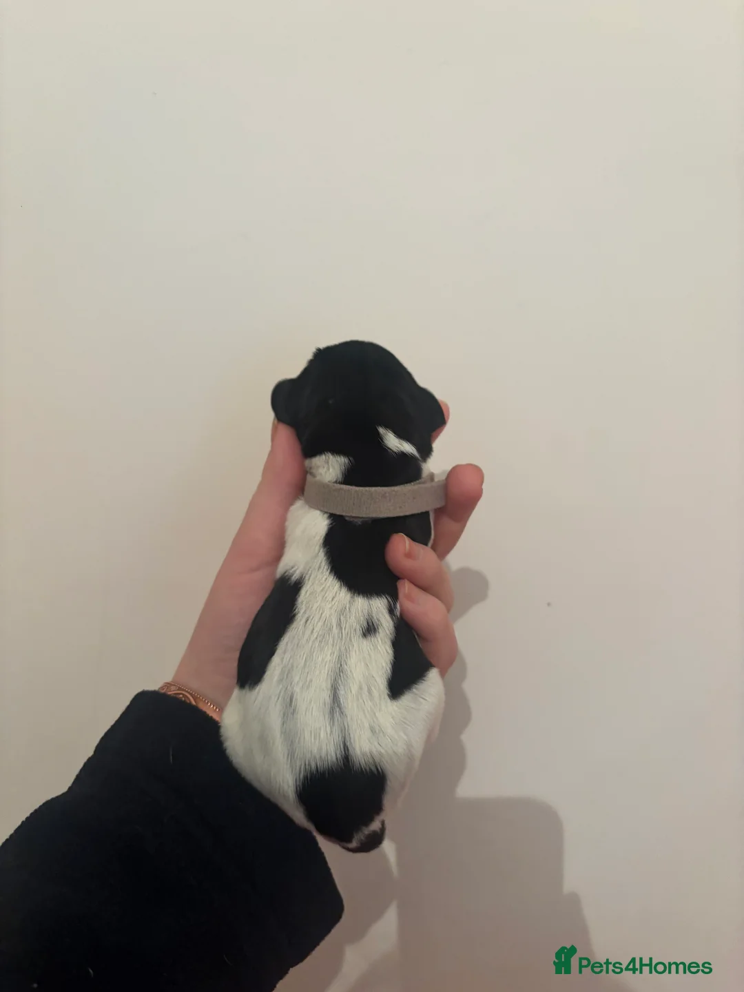 German Wirehaired Pointer dogs for sale: Stunning German wire hairs pointers  - Advert 5