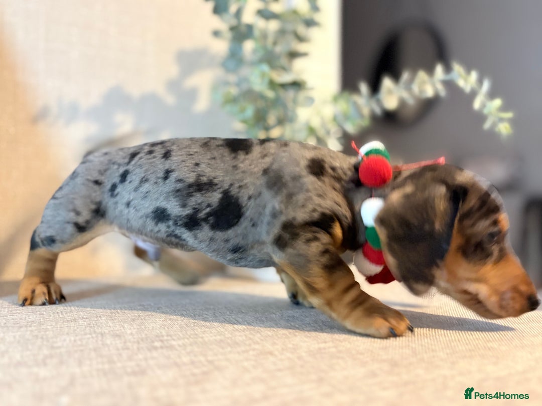 Miniature Dachshund dogs for sale: Miniature Dachshunds dapple. KC reg 4th Jan - Advert 3