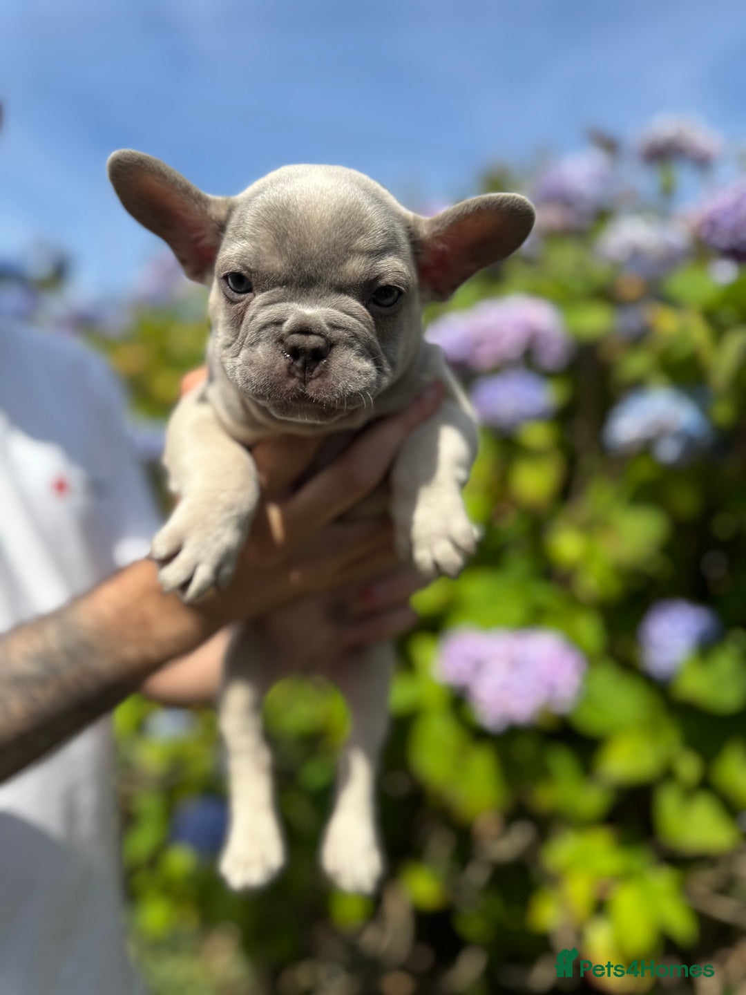 French Bulldog dogs for sale: Quality lilac Merle French bulldogs  - Image 7