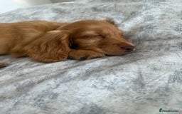 Cockapoo dogs for sale: READY TO LEAVE LAST GIRL Stunning F1B cockapoo’s - Image 4