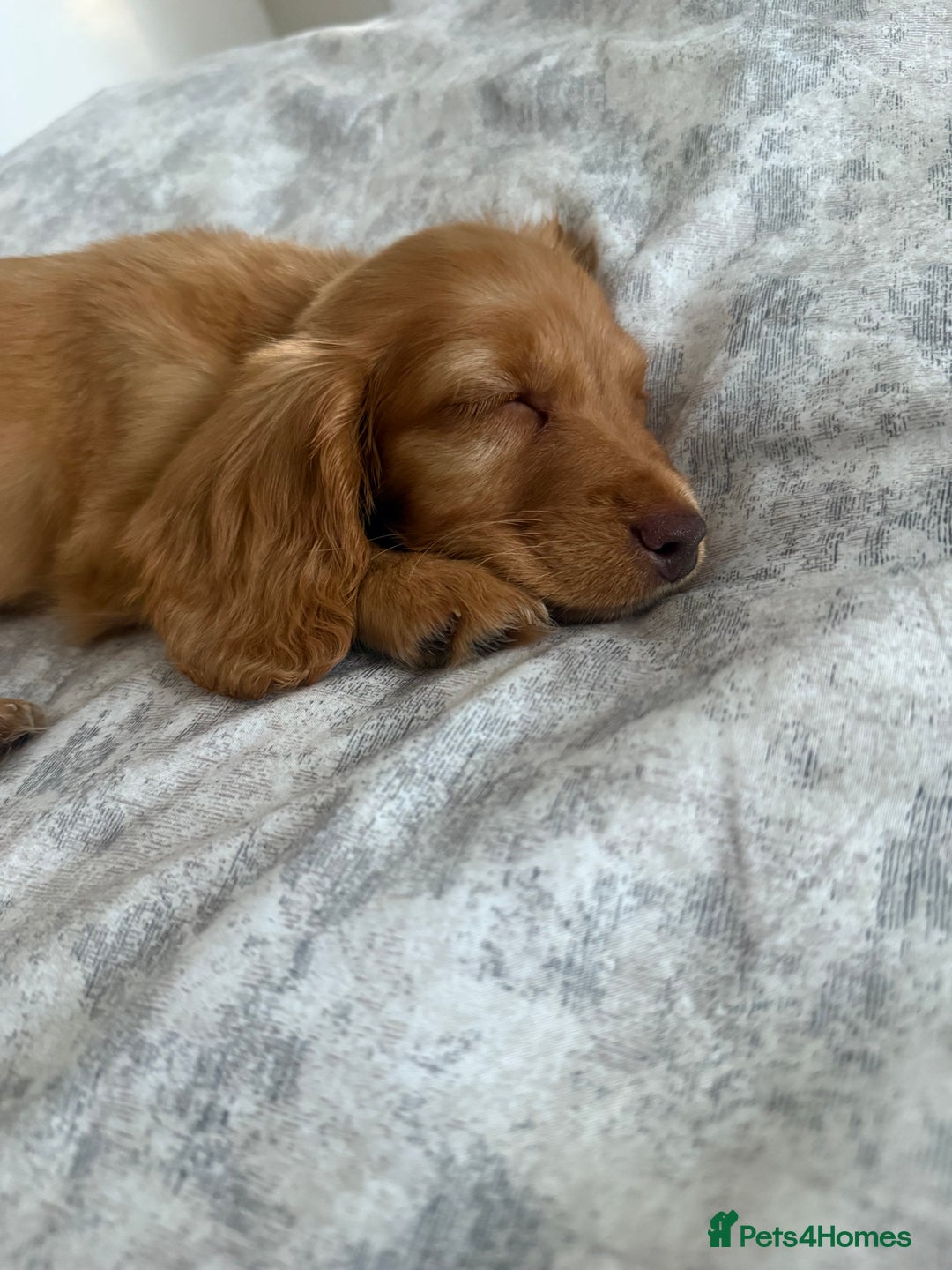 Cockapoo dogs for sale: READY TO LEAVE LAST GIRL Stunning F1B cockapoo’s - Image 4
