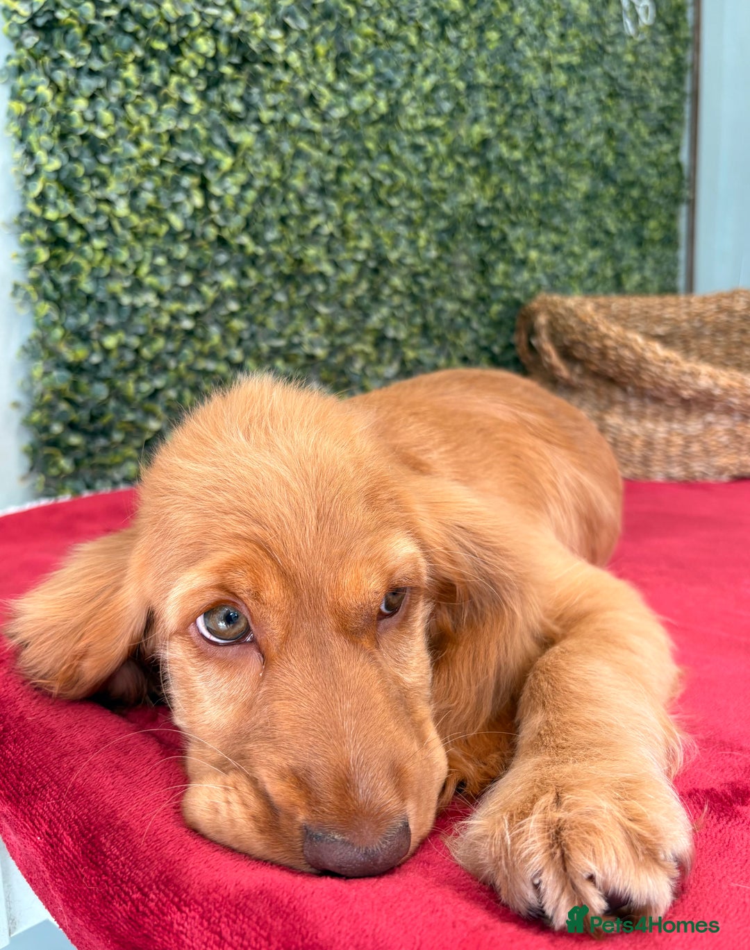 Cocker Spaniel dogs for sale: 🧡 Show Cocker Spaniel Puppy For Sale - Image 16