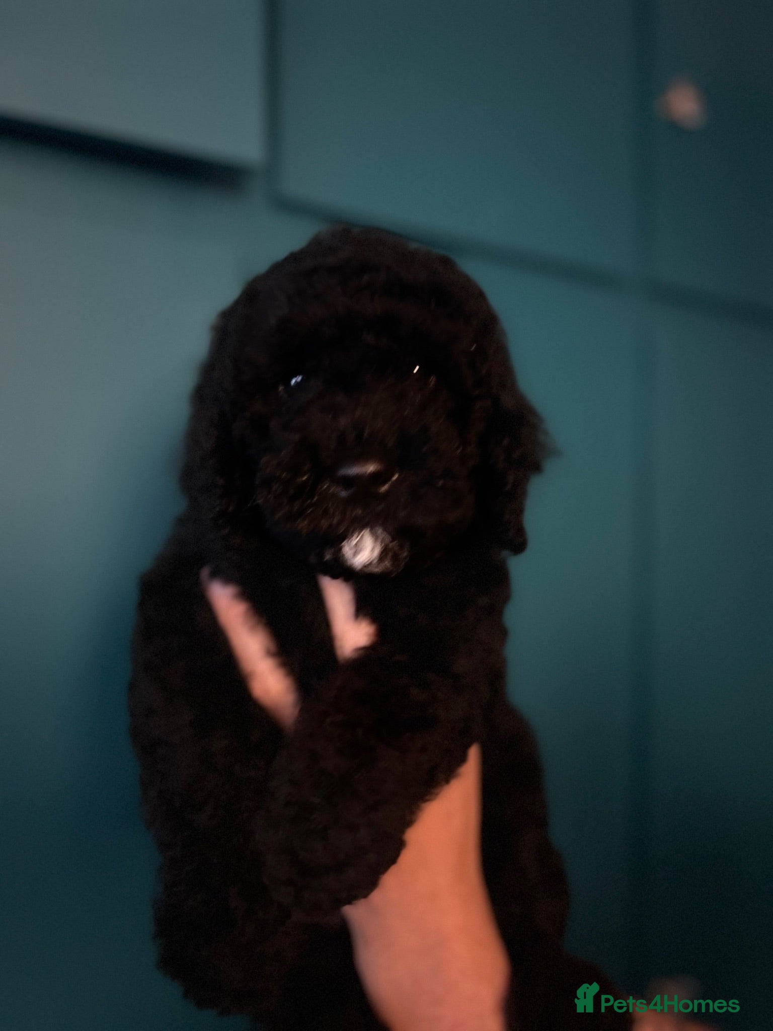 Cavapoochon dogs Exceptional Cavapoochon Boys 2 left - Advert 2