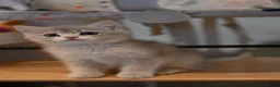 British Shorthair cats for sale: British shorthair blue golden kittens WCF/TICA - Advert 9