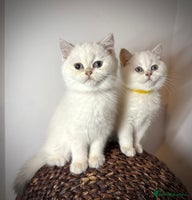 Scottish Fold cats - Advert 2
