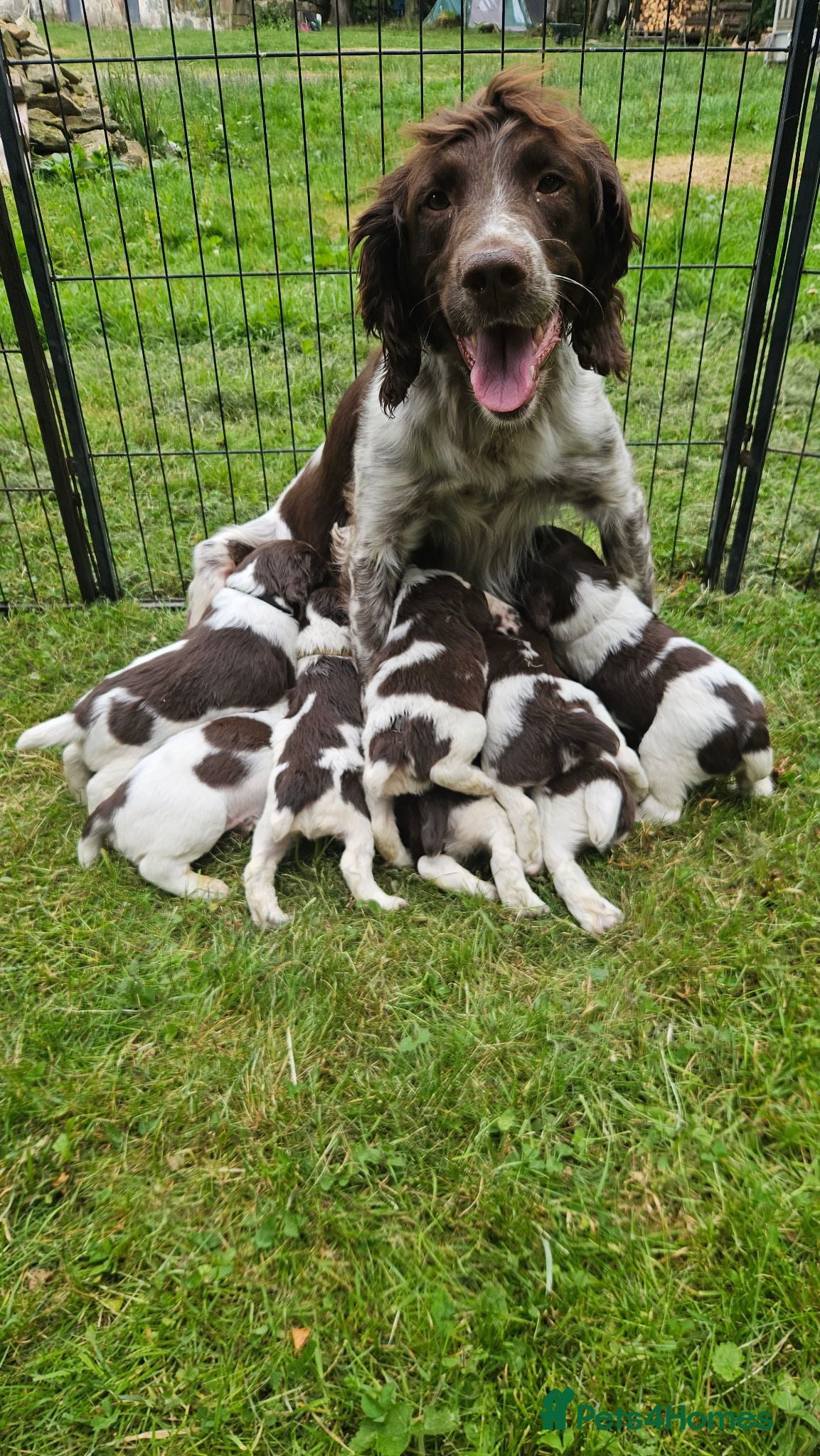 English Springer Spaniel dogs Last 2 english springer spaniel girls READY NOW - Advert 1