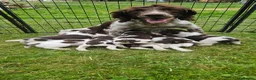 English Springer Spaniel dogs for sale: Last 2 english springer spaniel girls READY NOW - Advert 1