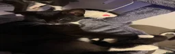 Mixed Breed cats for sale: Mixed breed 18 week cats  - Advert 6