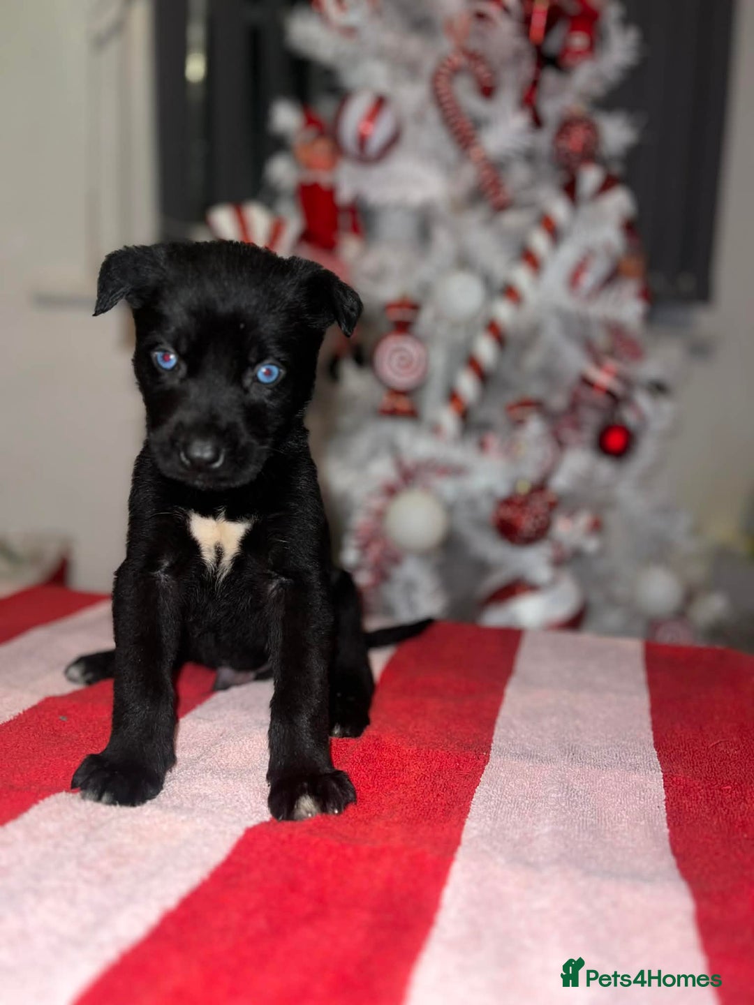 Mixed Breed dogs for sale: Cane Corso X Belgian Malis - Advert 6