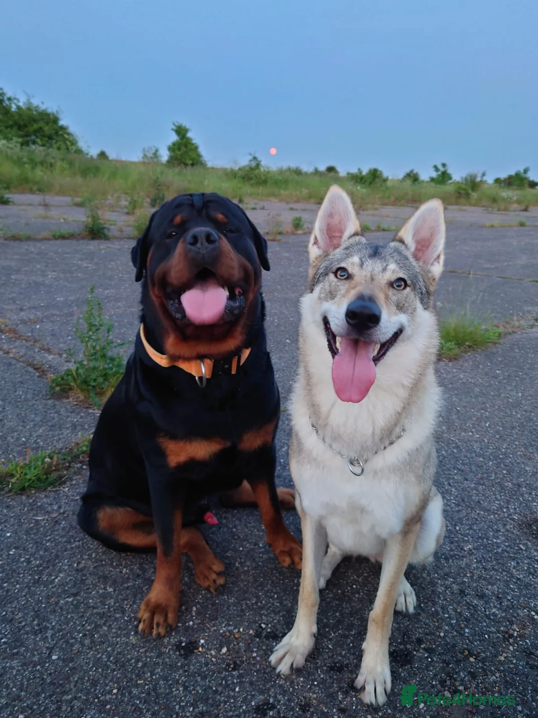 Mixed Breed dogs for sale: Unique rare breed in Edinburgh - Advert 24