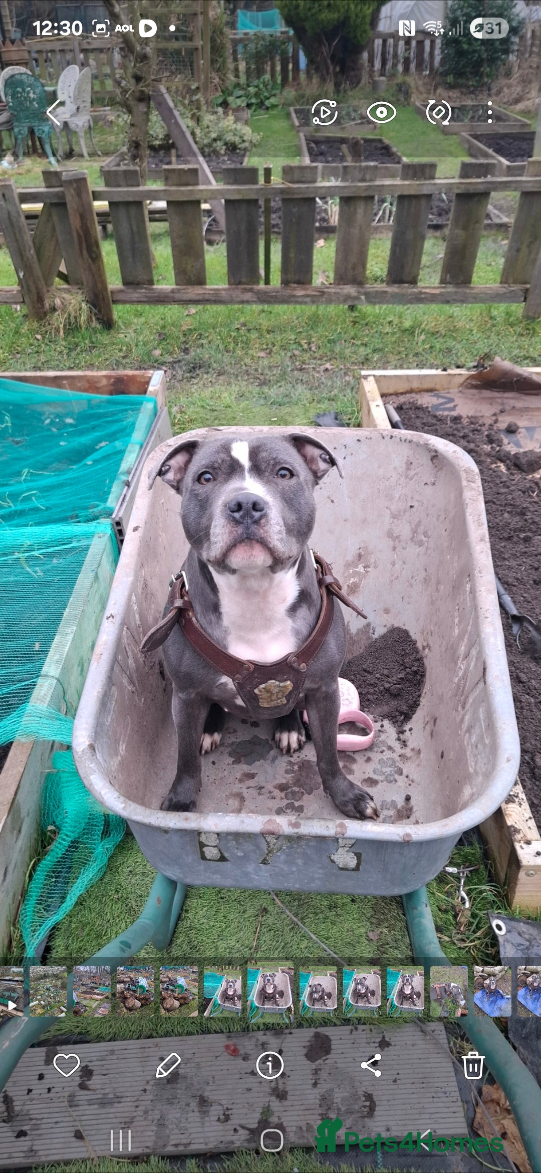 Staffordshire Bull Terrier dogs for sale: Blue Staffordshire bull terrier puppies  - Image 26