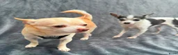 Chihuahua dogs for adoption: 💙ARMANI & 💙GUCCI – TWO HEARTS ONE BOND in Peterborough - Advert 5