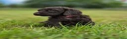 Irish Water Spaniel dogs for sale: Irish Water Spaniels  in Bishop Auckland - Advert 11