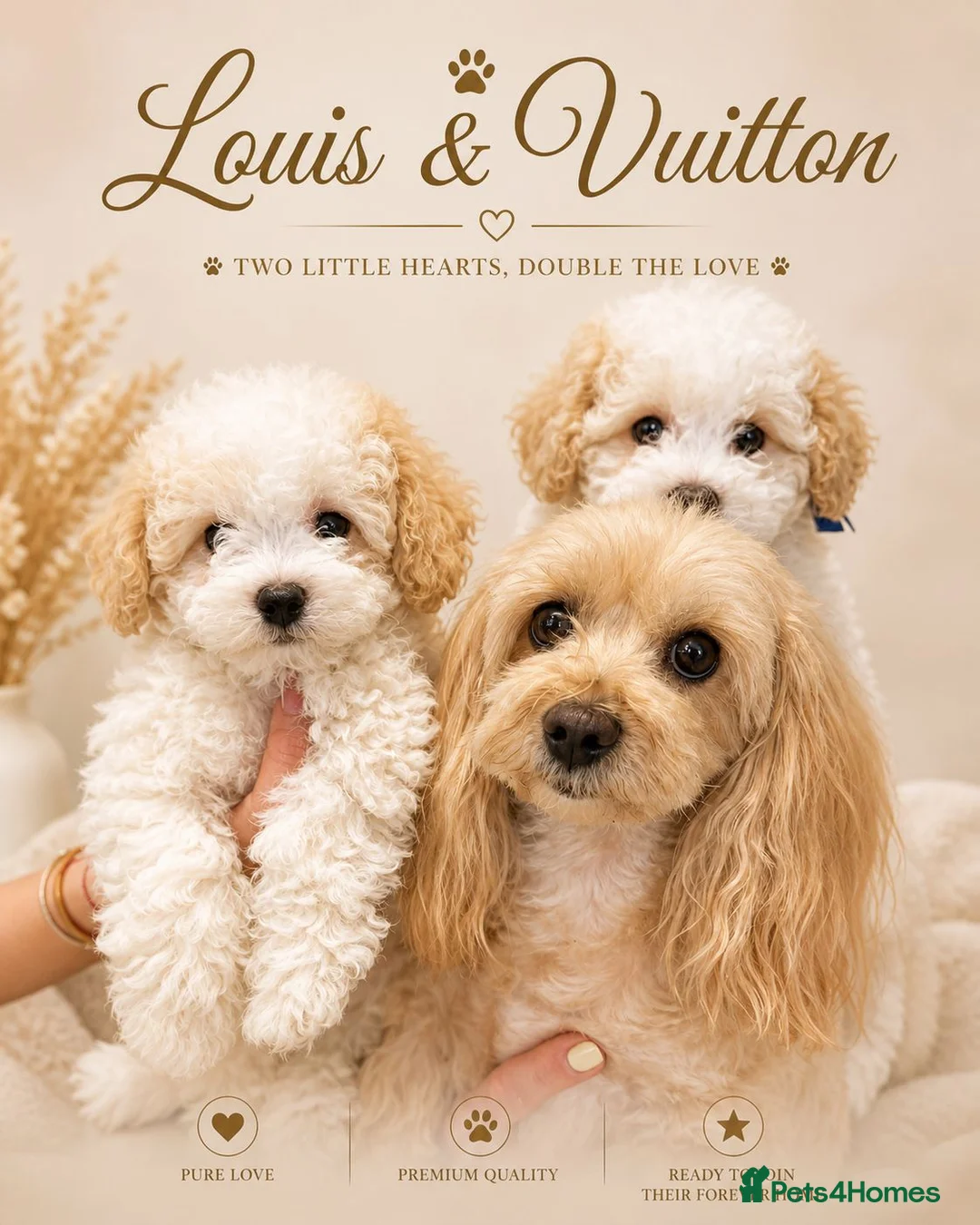 Maltipoo dogs for sale: Maltipoo Twin Boys Louis & Vuitton White & Apricot in Northolt - Advert 2