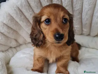 Miniature Dachshund dogs Lh Miniature Dachshund Puppies,championsblood line - Advert 13