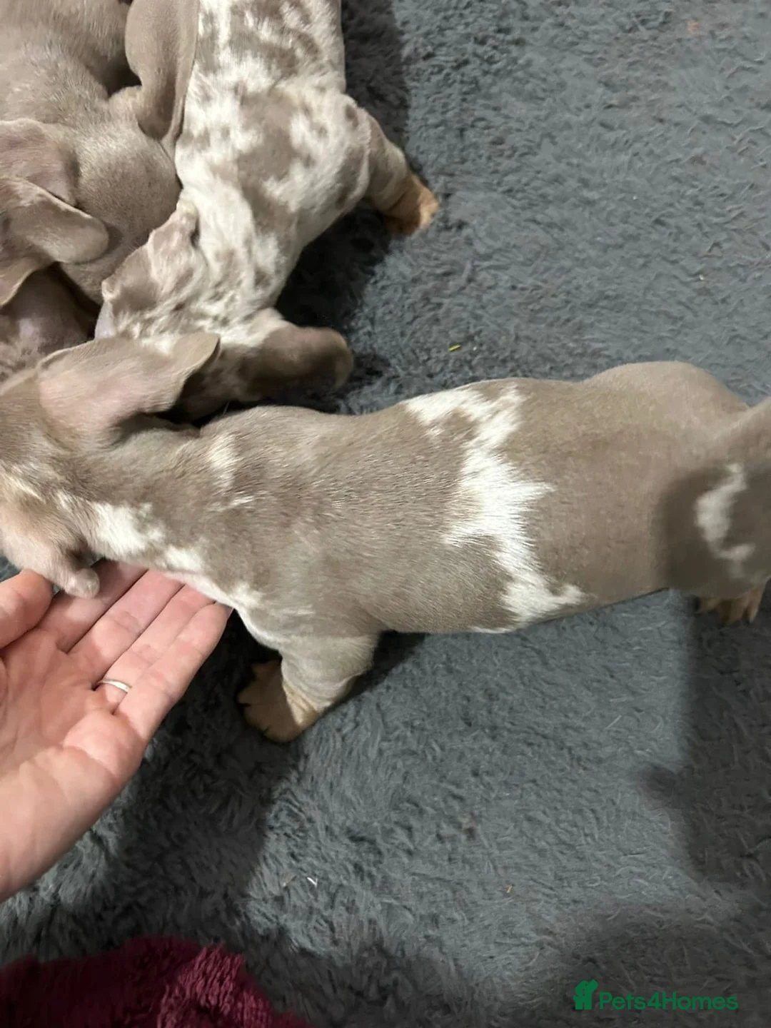 Miniature Dachshund dogs for sale: Beautiful Miniature Dachshund Puppies  b - Advert 2