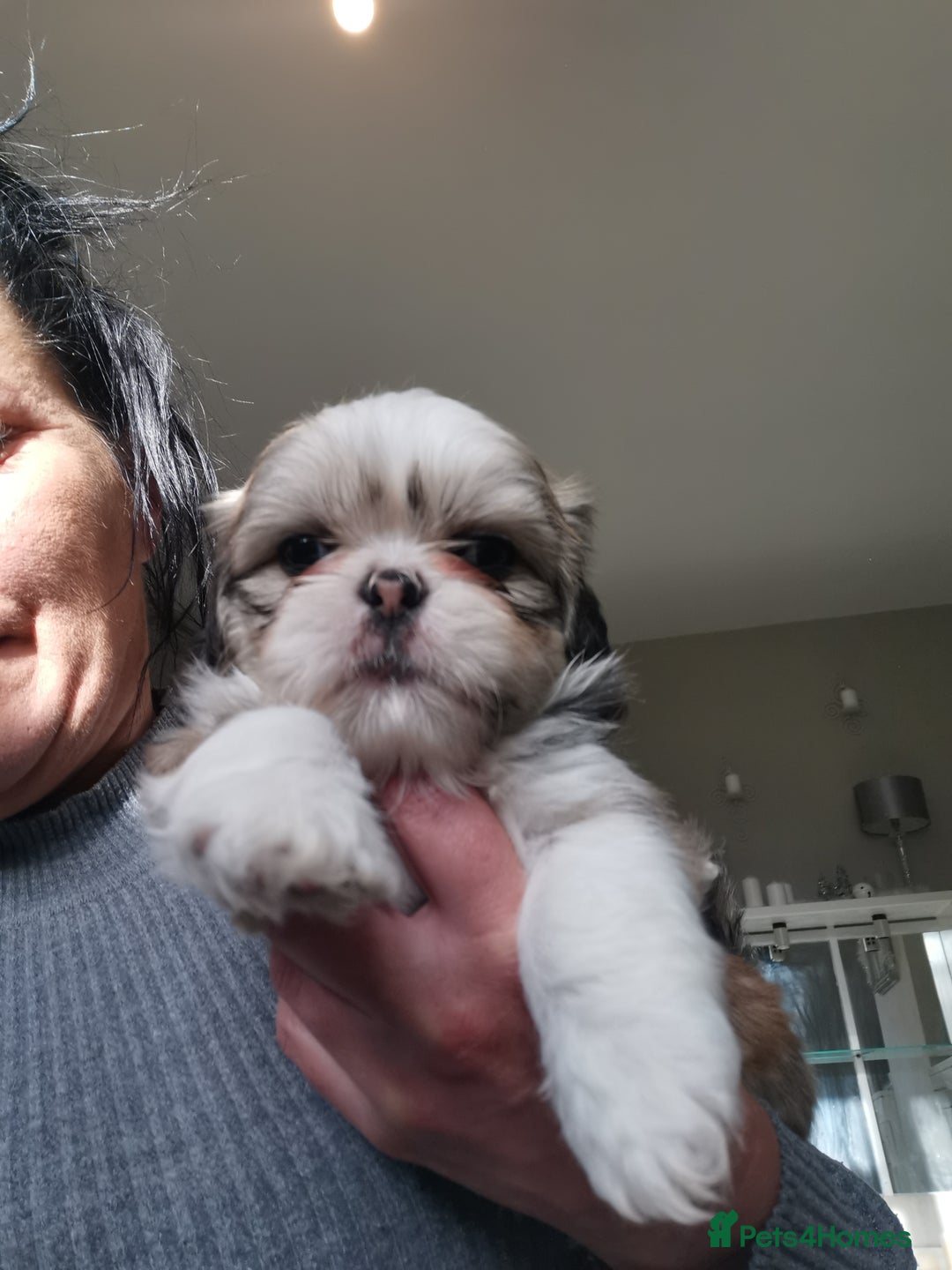 Shih Tzu dogs for sale: Adorable fluufy shihtzus  - Advert 13