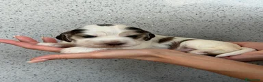 Cocker Spaniel 4