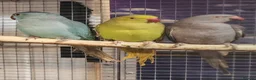 Parrots birds for sale: Stunning Parrots/Parakeets/Amazons  - Advert 14