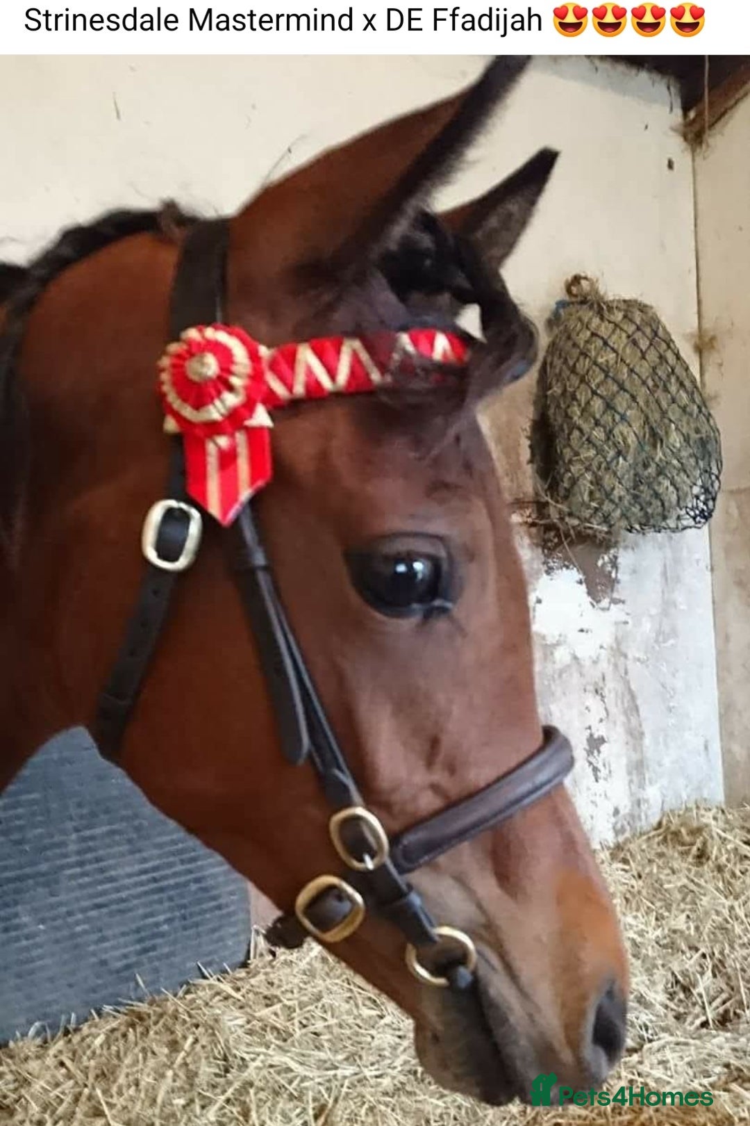 Arabian horse horses for sale: 67% stunning part arab mare prolific in hand - Image 5