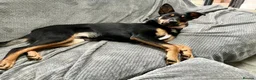 Mixed Breed dogs for sale: Kelpie x Border Collie 11 Month Old Puppy Rehome  - Advert 5