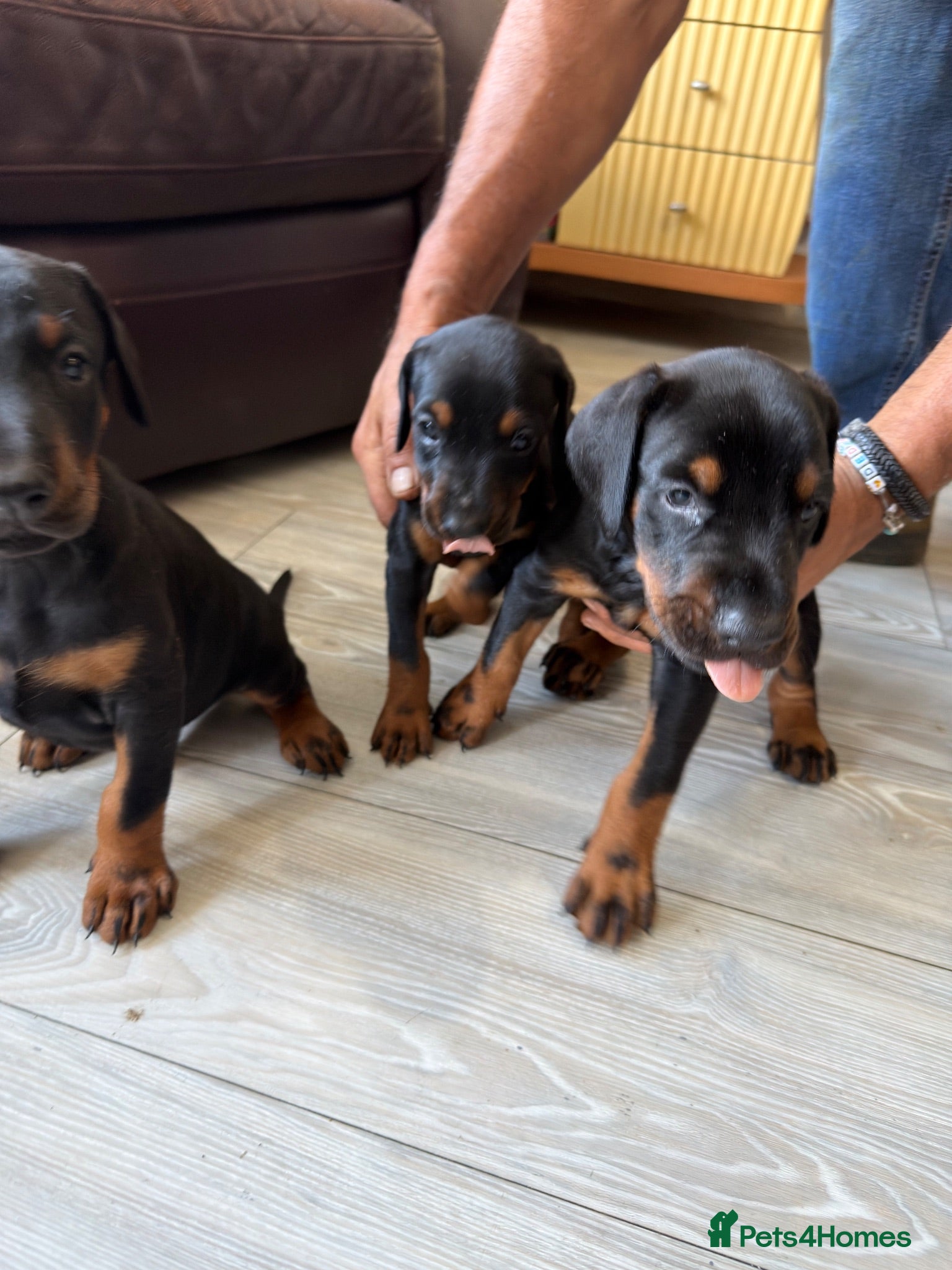 Dobermann dogs Full pedigree Doberman puppy for sale  - Advert 2