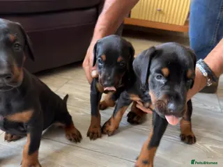 Dobermann dogs Full pedigree Doberman puppy for sale - Advert 2