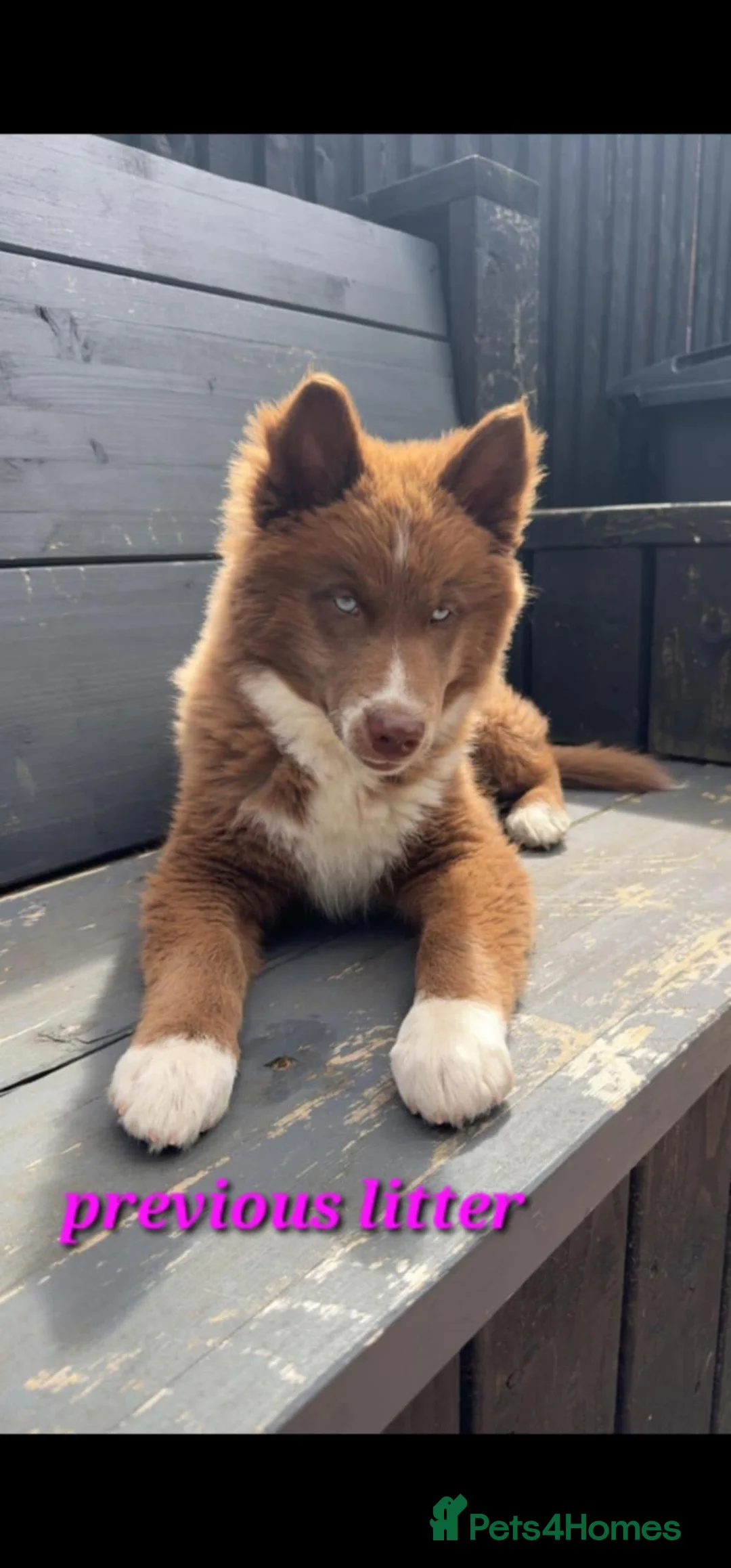 Siberian Husky dogs for sale: Wooly Siberian huskies - fully vaccinated  - Advert 20