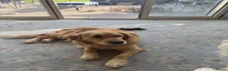 Golden Retriever dogs for sale: Daisy is looking for a new home - Advert 5