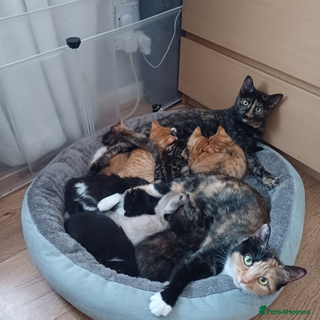 Mixed Breed cats for sale: Cute Kittens:)) - Advert 19