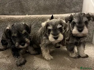Miniature Schnauzer dogs Cutest mini schnauzers Ready to go !! - Advert 6