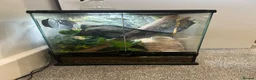 Gecko reptiles for sale: Male crested gecko 1.5yrs old  in Benfleet - Advert 4