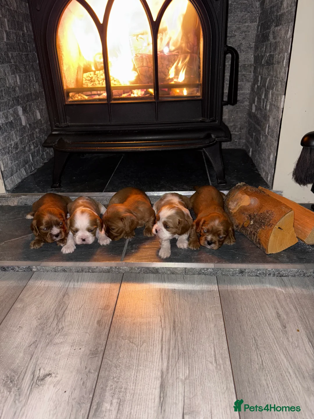 Cavalier King Charles Spaniel dogs for sale: Only 2 boys available 💙King Charles puppies  - Advert 2