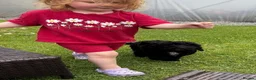 Sproodle dogs for sale: STUNNING SPROODLE BOY - Advert 7