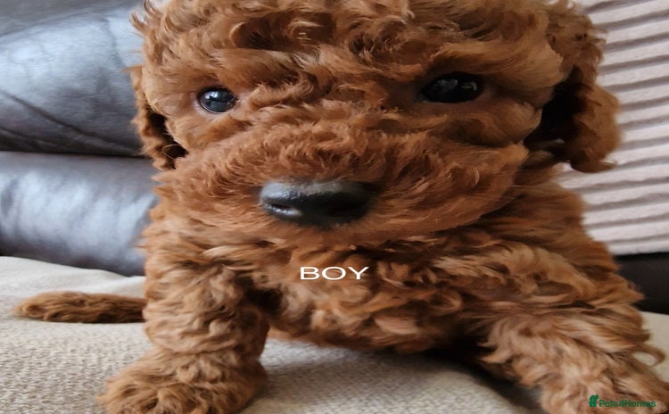 Miniature Poodle dogs - Advert 2