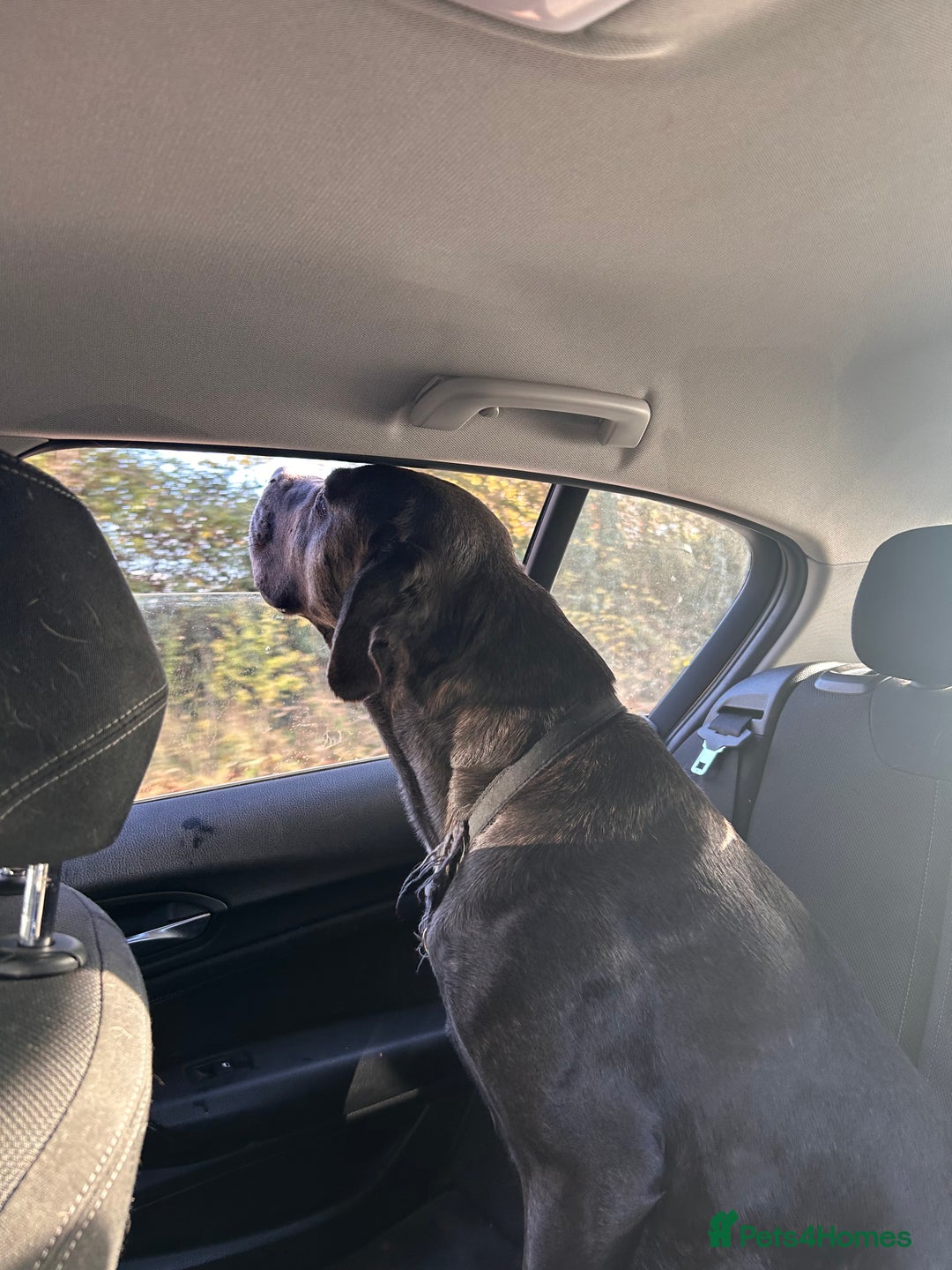 Cane Corso dogs for sale: Cane corso girl, read description thoroughly  🍒  - Image 2