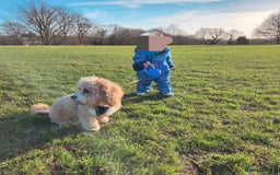 Shihpoo dogs for sale: Shihpoo  - Image 2