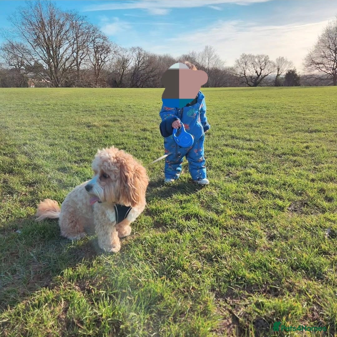 Shihpoo dogs for sale: Shihpoo  - Image 2