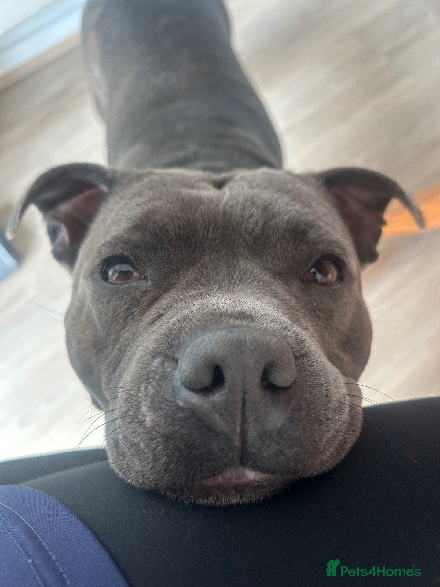 Staffordshire Bull Terrier dogs STAFFORDSHIRE BULL TERRIER PUPPIES 🐶❤️ - Advert 13